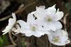 Hepatica: время цветения, расположение и уход