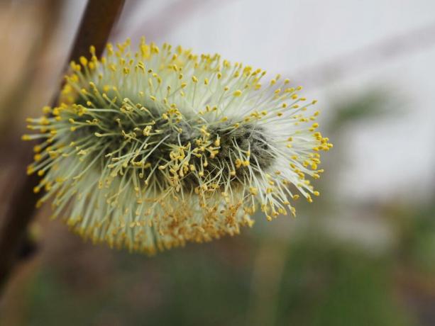 Kisspil med gult pollen