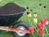 Befrugtning af tulipaner: hvornår, hvordan og med hvad?