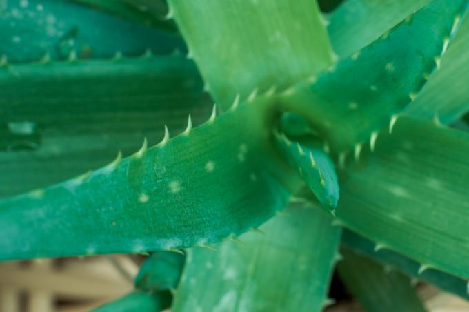 Aloe vera gødning