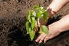 Kuinka: Kasvata paprikaa talossa/kasvihuoneessa
