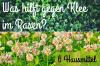 What helps against clover in the lawn: 6 home remedies