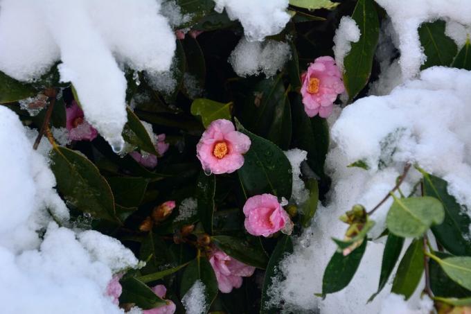 Camellia sasanqua под сняг
