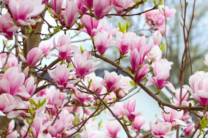 magnolias (magnolias)