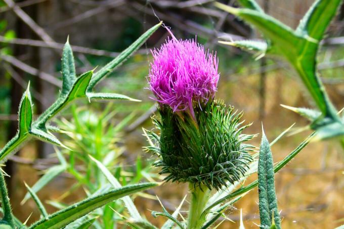 thistle meaning