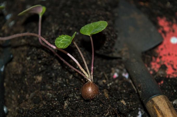 bulbe en germination
