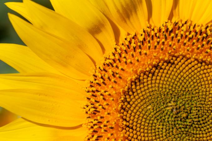 Sunflower overview