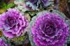 Ornamental cabbage: Great play of colors for your own garden
