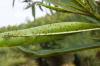 Oleander skadedyr: genkend og bekæmp angreb