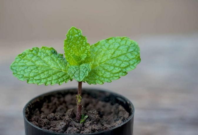 Young peppermint plant in pot
