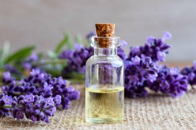 Lavender oil in a vial