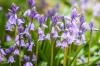 Erbacce di fiori viola: 26 erbacce viola