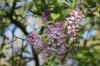 Lilacs propagate by cuttings and runners