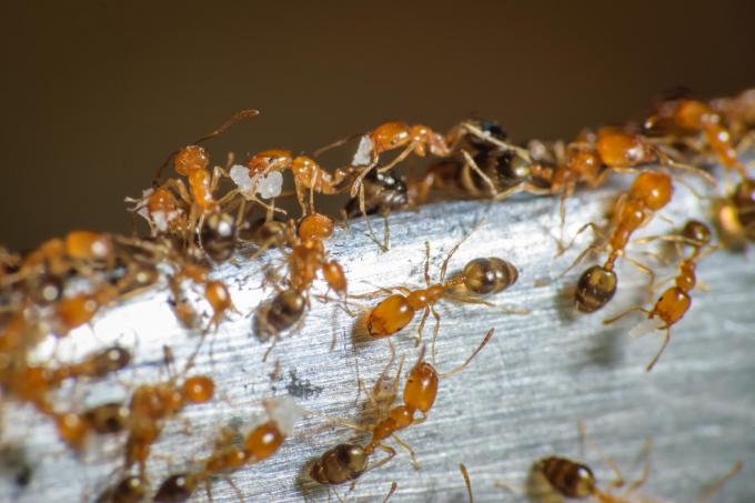 svetlobne mravlje
