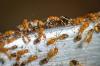 Combate hormigas sobre y con naranja