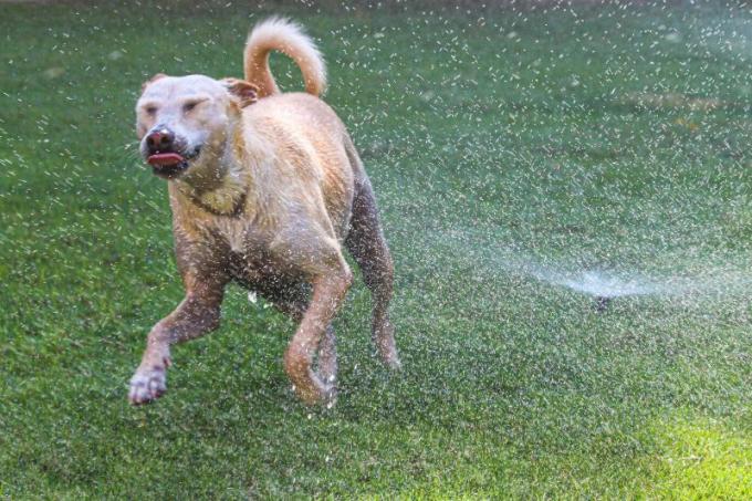 Hund på sprinklersystem