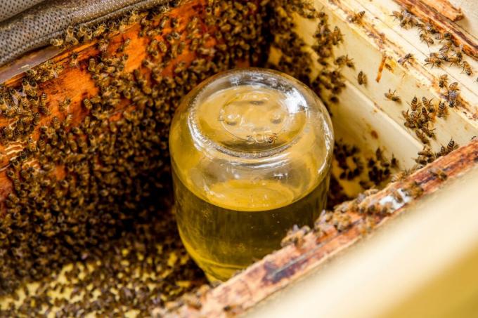 Verre à eau sucrée dans la ruche