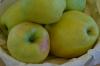 Yellow Bellefleur: Выращивание и сбор озимых яблок