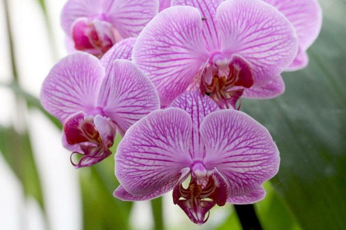 Orchids contain toxic substances