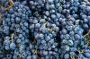 Muscat Bleu grape: cultivation, care and harvest