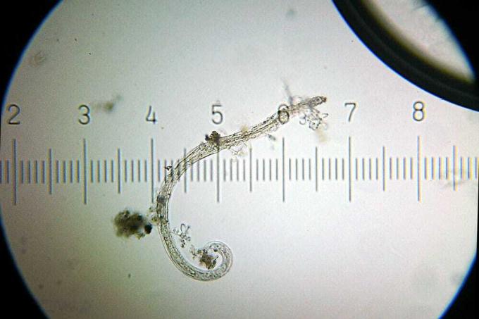 Roundworm (nematode)
