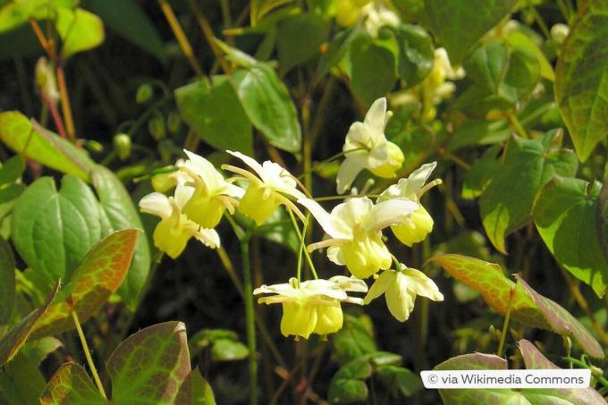 Λουλούδι ξωτικού (Epimedium)