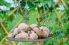 Słodkie ziemniaki: wskazówki dotyczące uprawy, zbioru i przechowywania