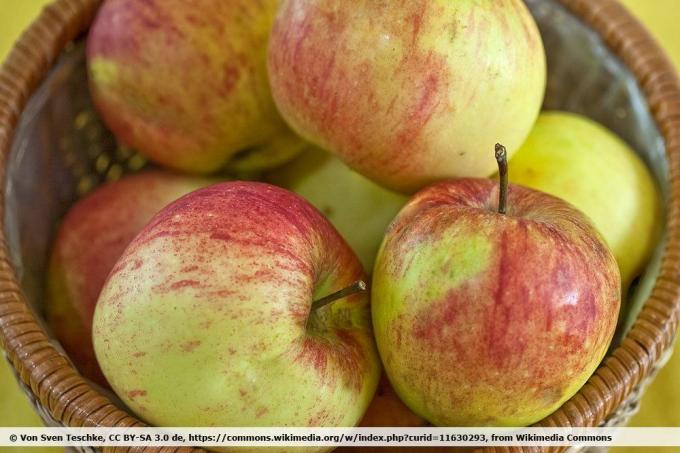Jabolčna sorta 'James Grieve'