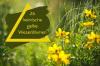 26 domačih rumenih travniških cvetov s sliko