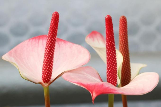Anthurium blomsterhoveder
