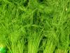 Dill: um retrato da erva do pepino