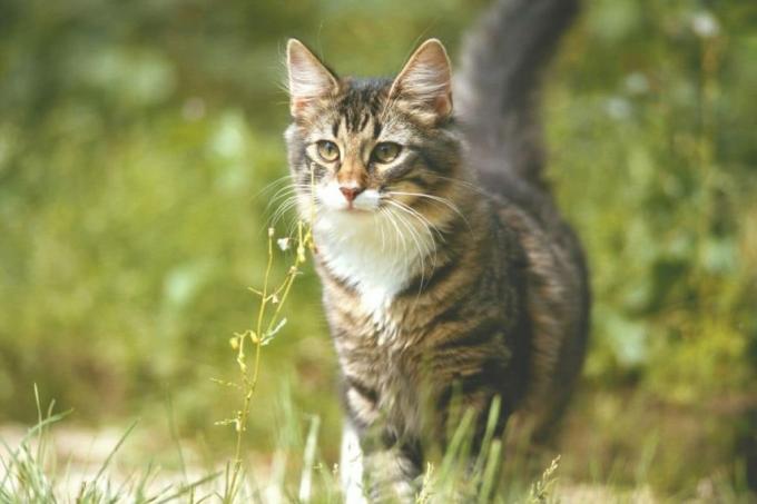 قطة هيذر غراي تتجول عبر العشب