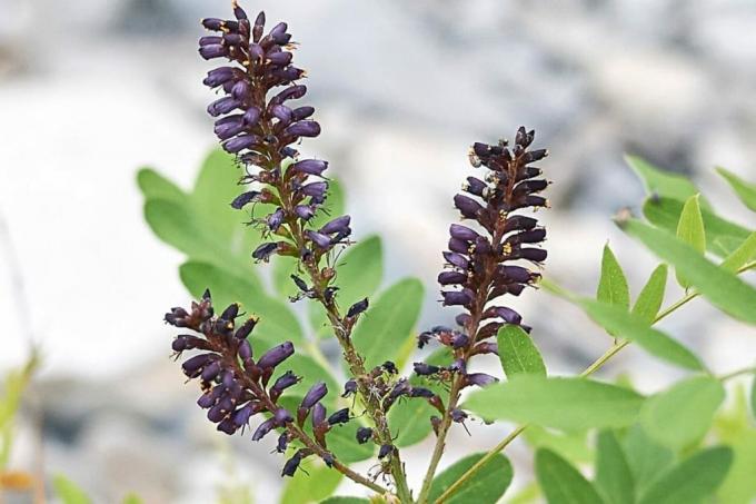 النذل النيلي - Amorpha fructicosa