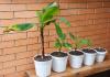 Overvintrer og ompot bananplanten med succes
