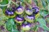 밤의 여왕 토마토: 재배 및 관리