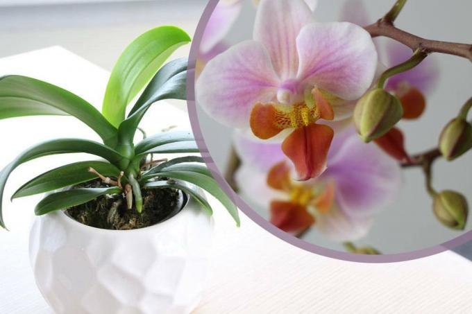 Orchidee gooit bloemen weg