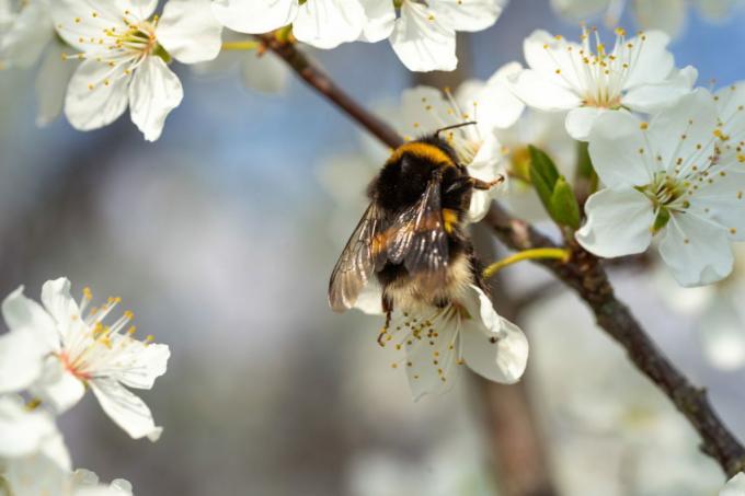 Çiçekli bir yaban eriği üzerinde yaban arısı