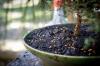Gödsling av bonsai: procedur och det perfekta gödselmedlet