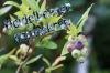 Razmnoževanje borovnic: navodila za potaknjence, poganjke in semena