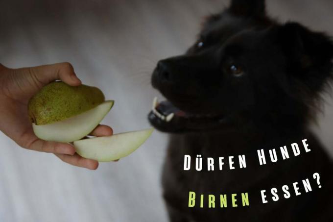 क्या कुत्ते नाशपाती खा सकते हैं? आवरण चित्र