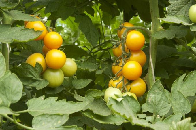 Pomidorowa Golden Queen na roślinie