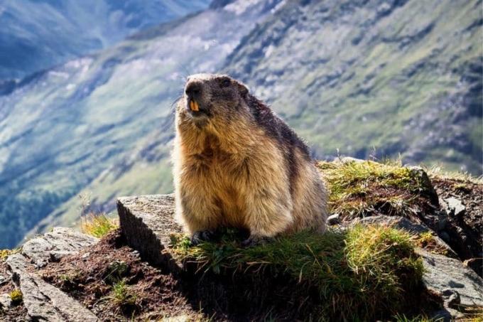 Marmots (Marmota marmota)