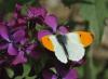 Spesies kupu-kupu asli yang paling indah