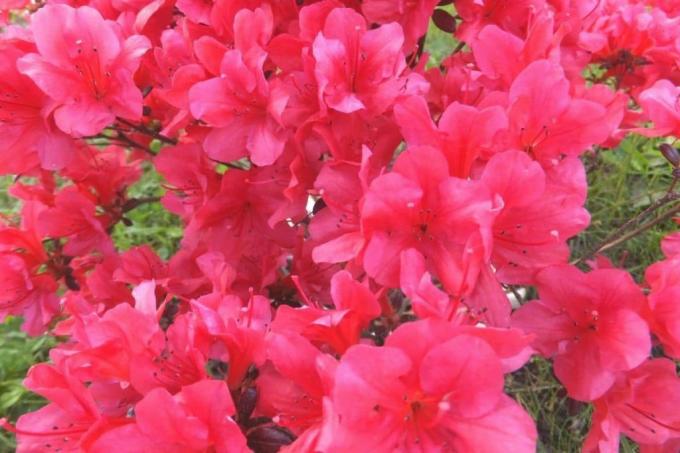 Arbustes à fleurs rouges - Rhododendron obtusum