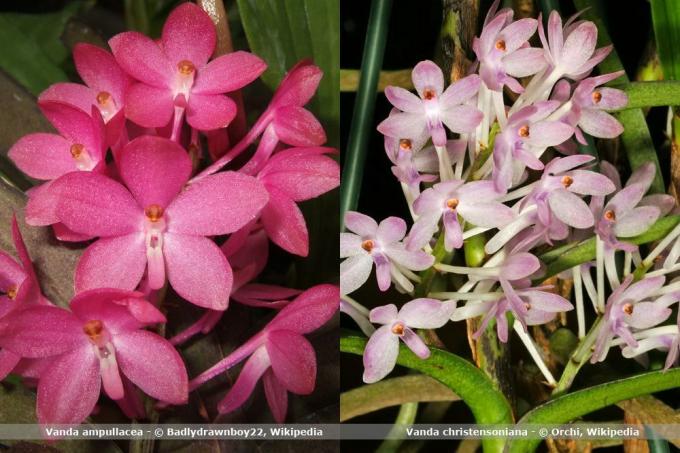 Espécies de orquídeas, Vanda