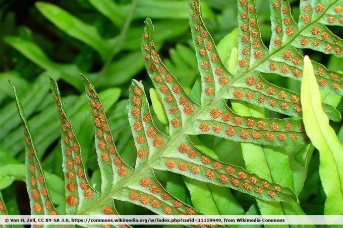 Parastā paparde podos, Polypodium vulgare