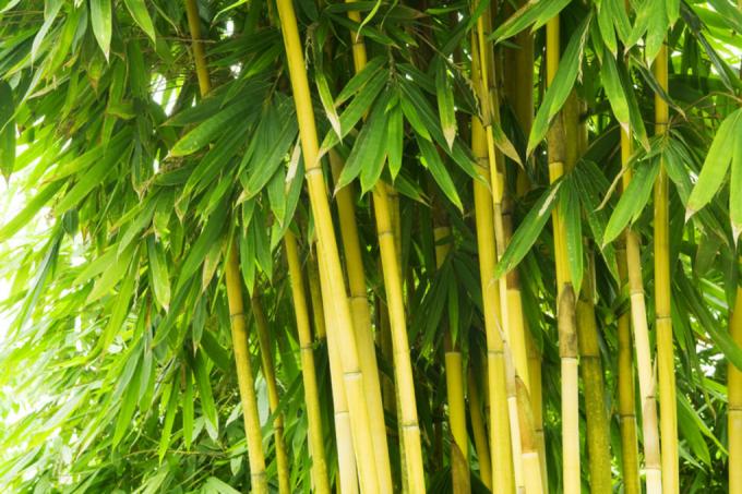 Le bambou perd ses feuilles