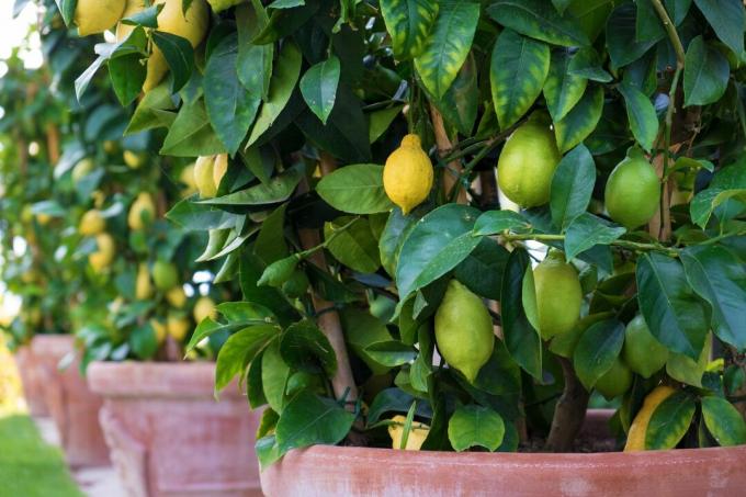 레몬 나무는 지중해 정원의 냄비에서 자랍니다.