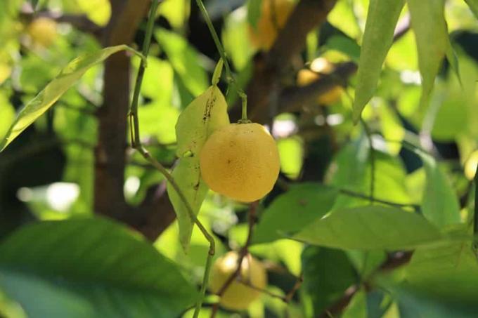 شجرة الليمون - تعليمات العناية