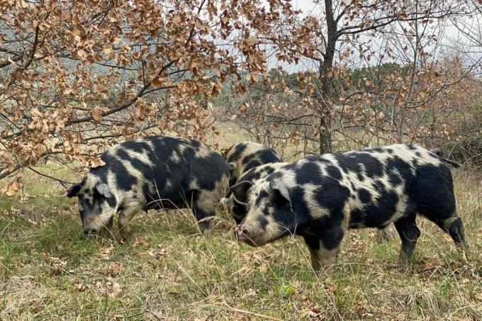 Tiga babi truffle